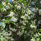 日本雪铃木 Snowcone Japanese Snowdrop Tree