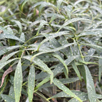 十大功劳 Soft Caress Grape Holly