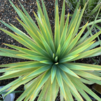 丝兰树 Soft Leaf Yucca