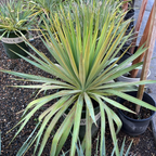 丝兰树 Soft Leaf Yucca