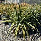 丝兰树 Soft Leaf Yucca