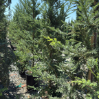 红杉 Soquel Coast Redwood