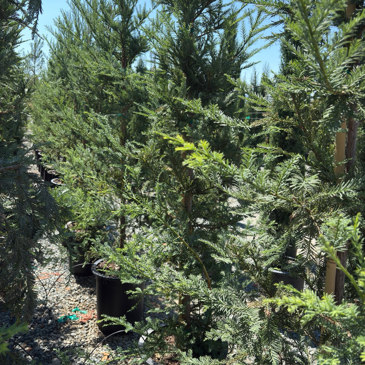 红杉 Soquel Coast Redwood
