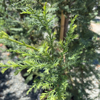 红杉 Soquel Coast Redwood