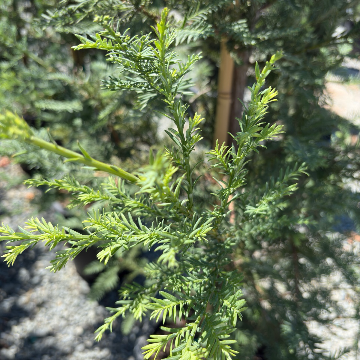 红杉 Soquel Coast Redwood