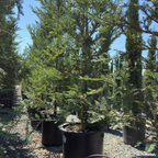 红杉 Soquel Coast Redwood