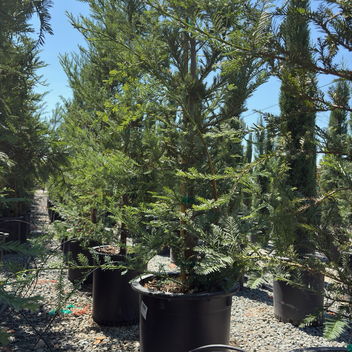 红杉 Soquel Coast Redwood
