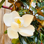 荷花玉兰 Southern Large Magnolia