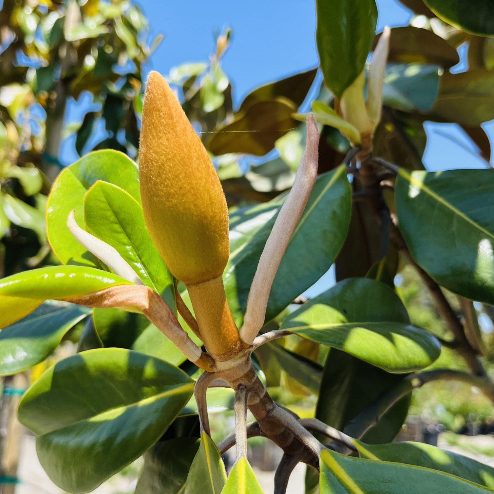 荷花玉兰 Southern Large Magnolia