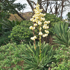 丝兰树 Spanish dagger