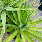 丝兰树 Spanish dagger