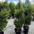 圆柏 Spartan Juniper