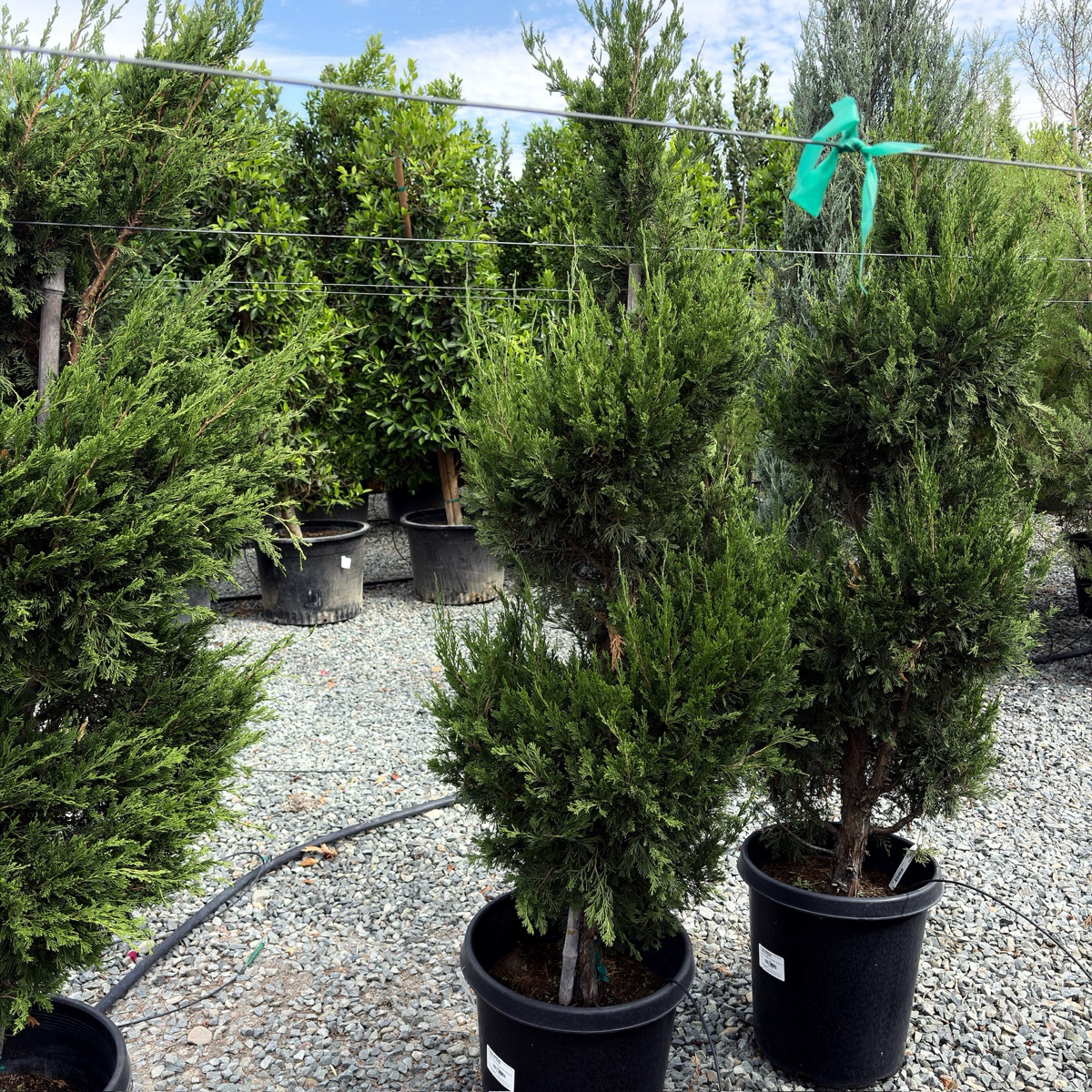 圆柏 Spartan Juniper