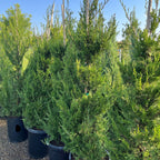 圆柏 Spartan Juniper