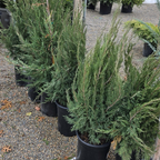 圆柏 Spartan Juniper