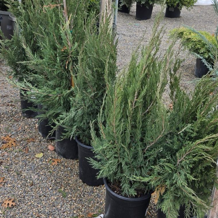 圆柏 Spartan Juniper