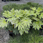 蜘蛛网八角金盘 Speckled Japanese Aralia