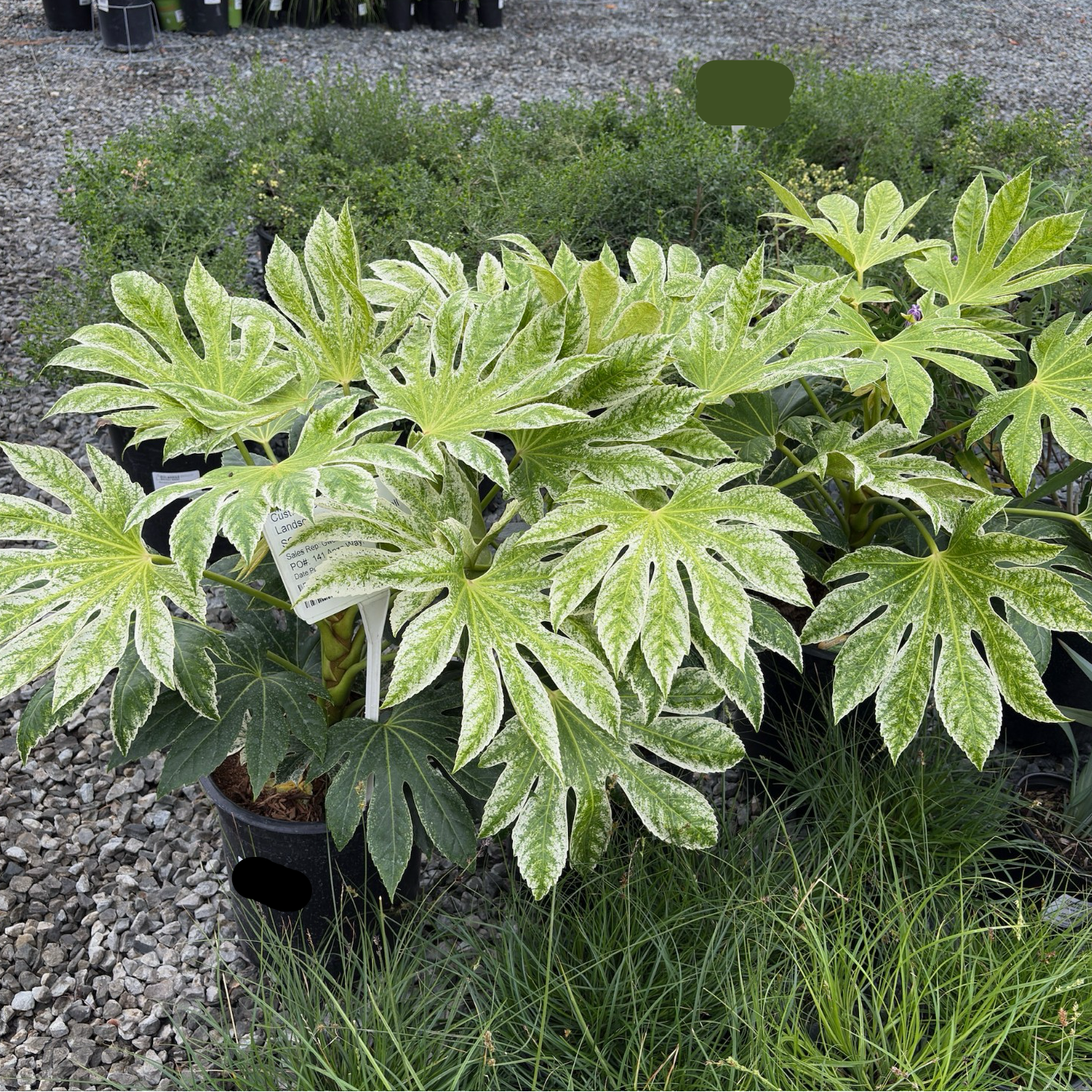 蜘蛛网八角金盘 Speckled Japanese Aralia