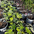 蜘蛛网八角金盘 Speckled Japanese Aralia