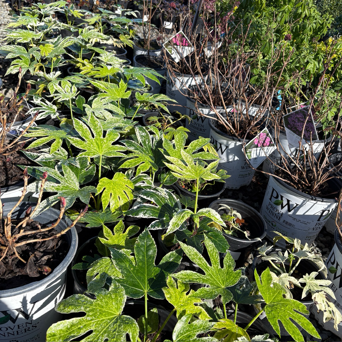 蜘蛛网八角金盘 Speckled Japanese Aralia