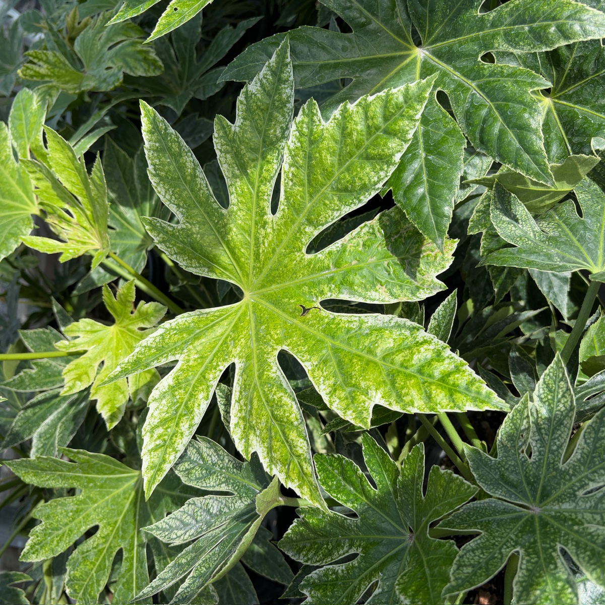 蜘蛛网八角金盘 Speckled Japanese Aralia