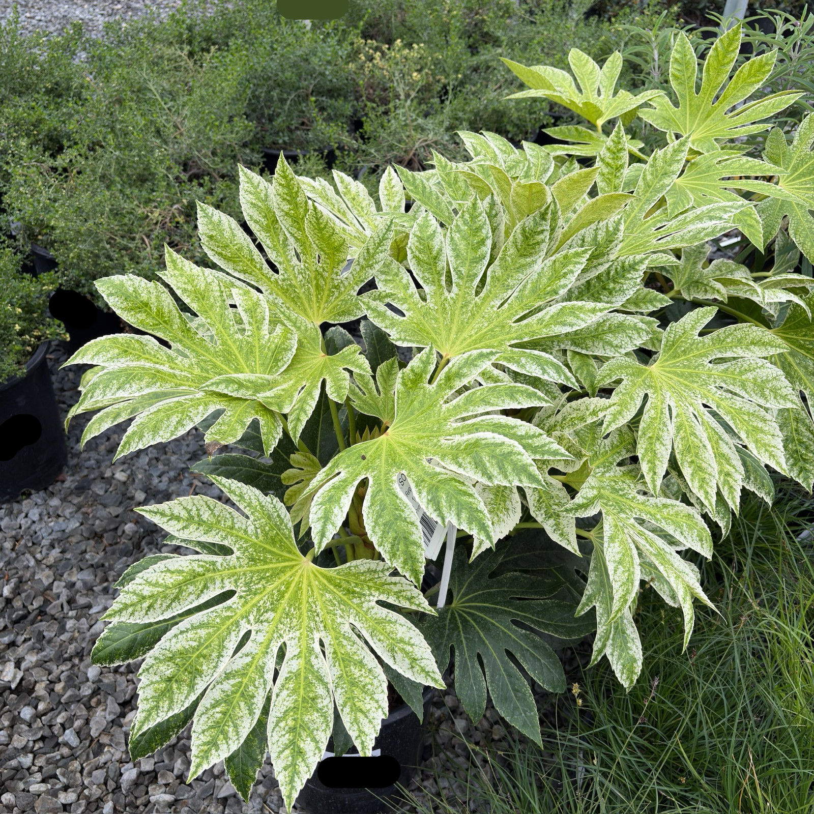 蜘蛛网八角金盘 Speckled Japanese Aralia