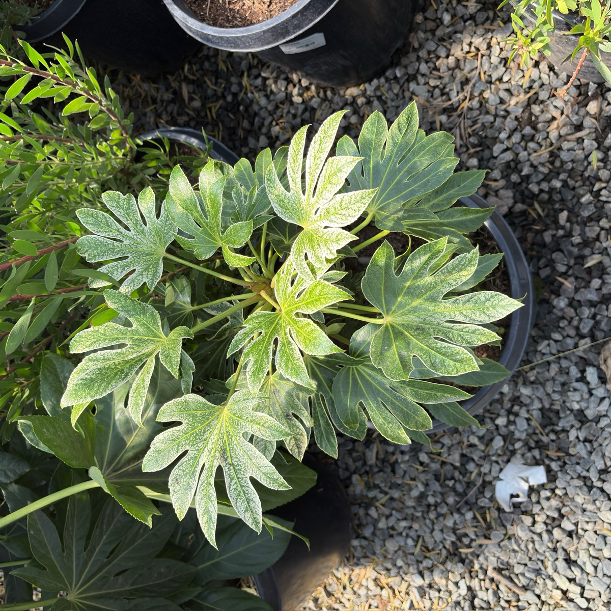 蜘蛛网八角金盘 Speckled Japanese Aralia