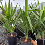 丝兰树 Spineless Giant Yucca