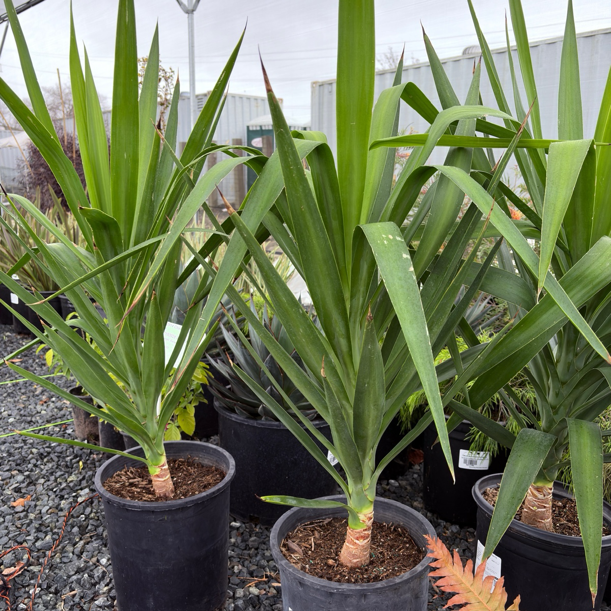 丝兰树 Spineless Giant Yucca