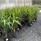 丝兰树 Spineless Giant Yucca