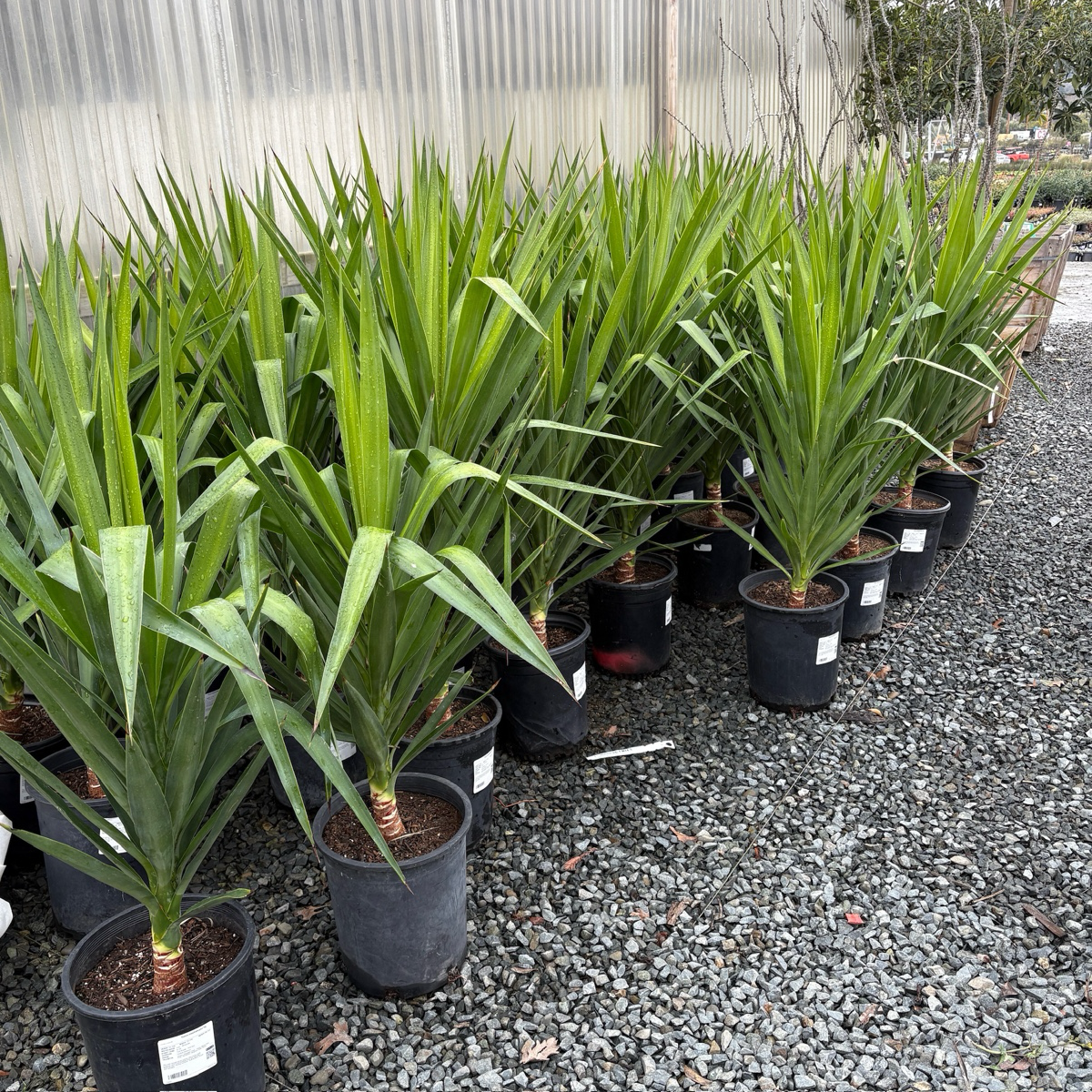 丝兰树 Spineless Giant Yucca