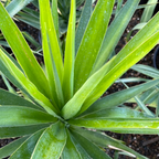 丝兰树 Spineless Giant Yucca