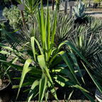 丝兰树 Spineless Giant Yucca