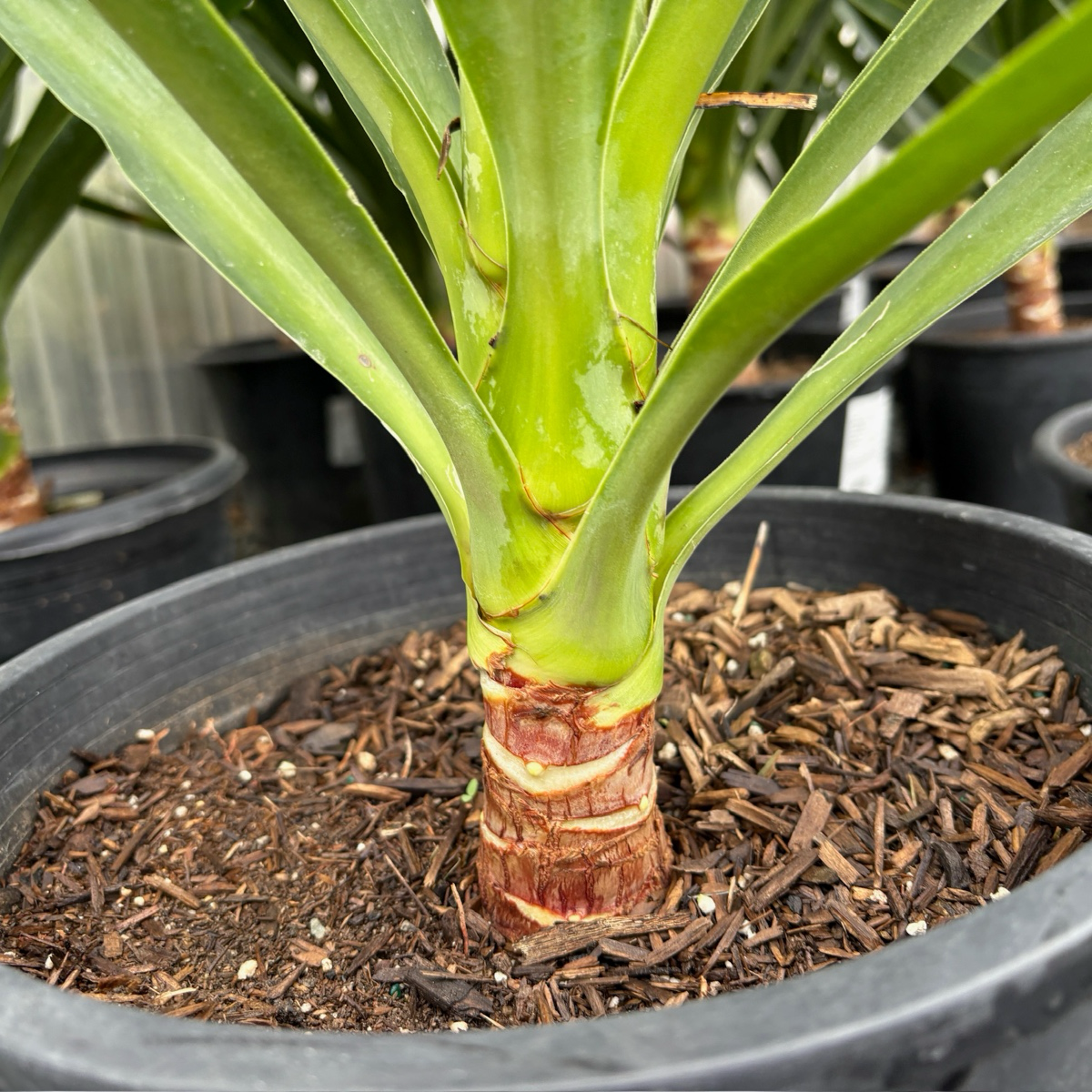 丝兰树 Spineless Giant Yucca