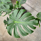 龟背竹 Split Leat Monstera