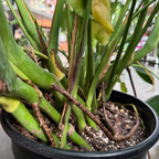 龟背竹 Split Leat Monstera