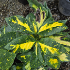 斑叶洒金珊瑚 Spotted Laurel