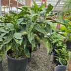 斑叶洒金珊瑚 Spotted Laurel