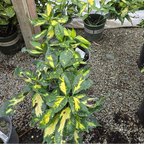 斑叶洒金珊瑚 Spotted Laurel