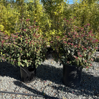 地中海荚蒾 Spring Bouquet Viburnum