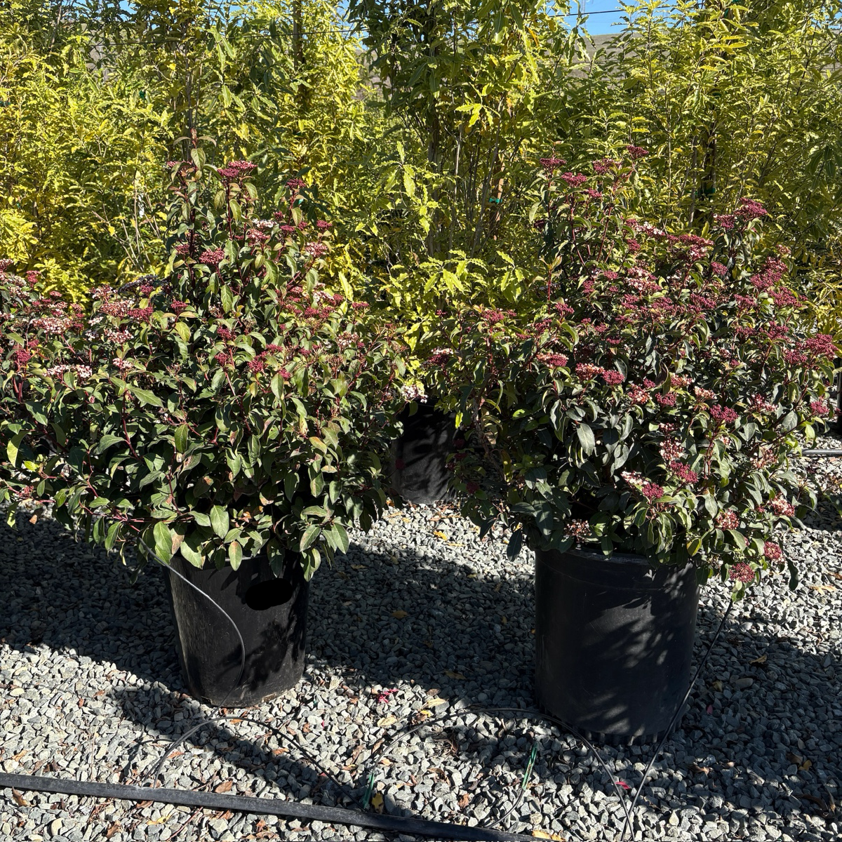 地中海荚蒾 Spring Bouquet Viburnum