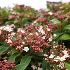 地中海荚蒾 Spring Bouquet Viburnum