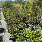 地中海荚蒾 Spring Bouquet Viburnum