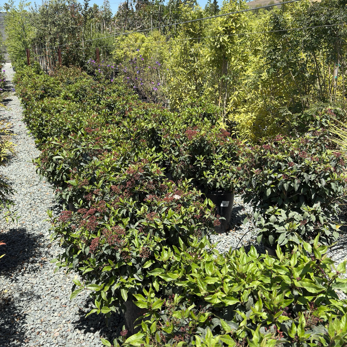 地中海荚蒾 Spring Bouquet Viburnum
