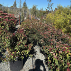 地中海荚蒾 Spring Bouquet Viburnum