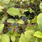 地中海荚蒾 Spring Bouquet Viburnum