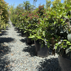 地中海荚蒾 Spring Bouquet Viburnum