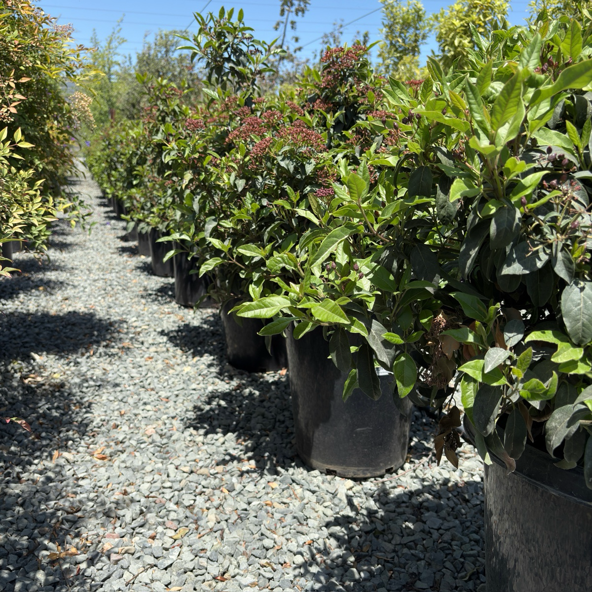 地中海荚蒾 Spring Bouquet Viburnum