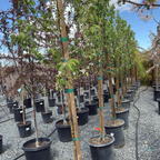 春雪海棠 Spring Snow Crabapple