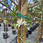 春雪海棠 Spring Snow Crabapple